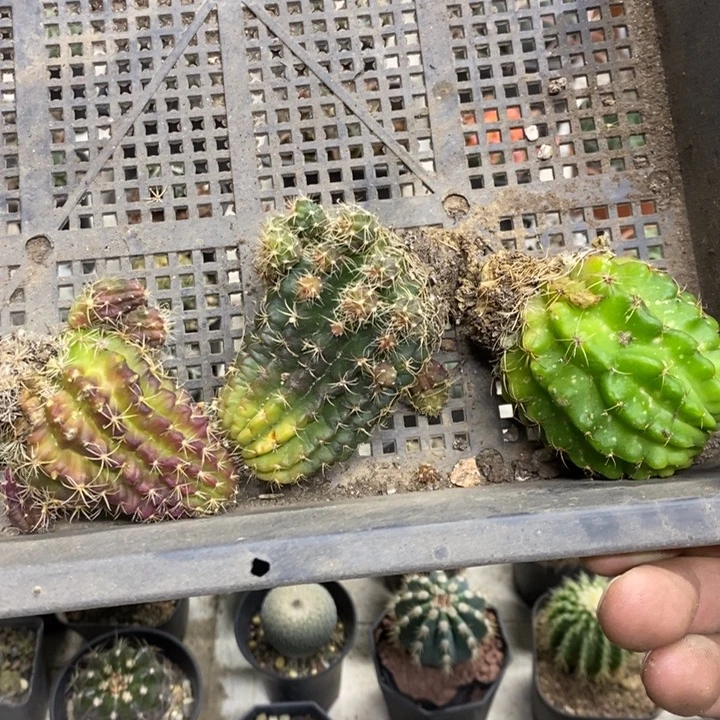 丽花3颗裸根特价福利