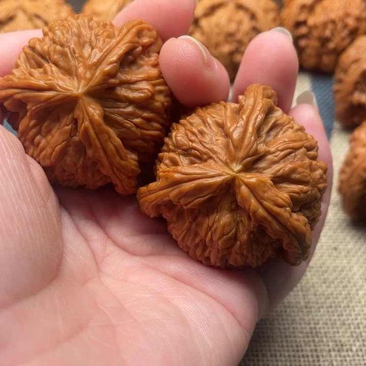 借***光核桃白狮子42核桃