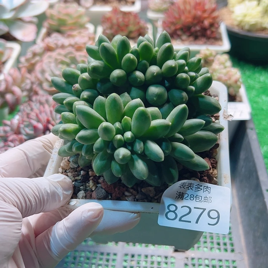 无花朵多肉一物一拍8279