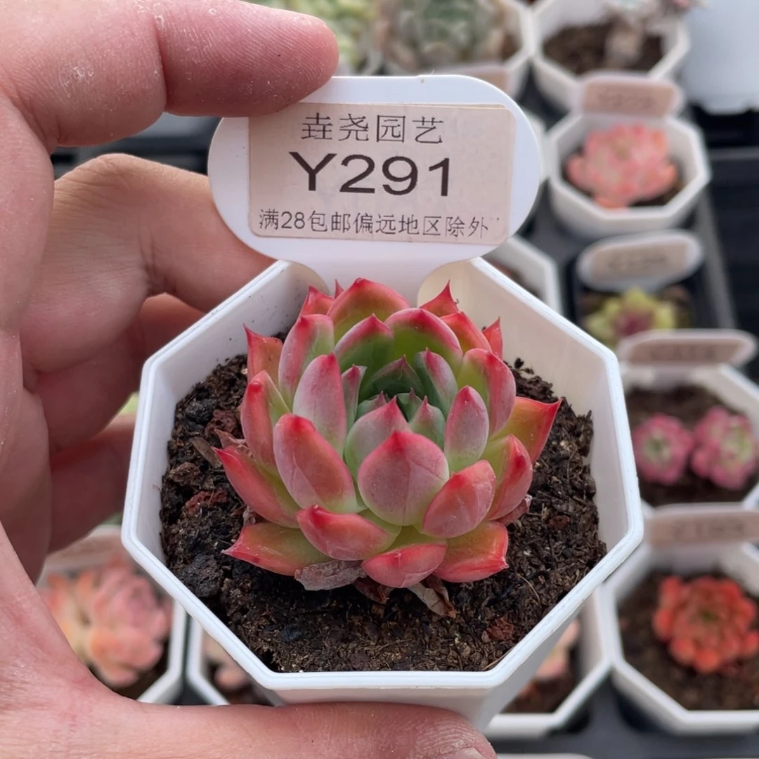 安吉拉0291-5厘米