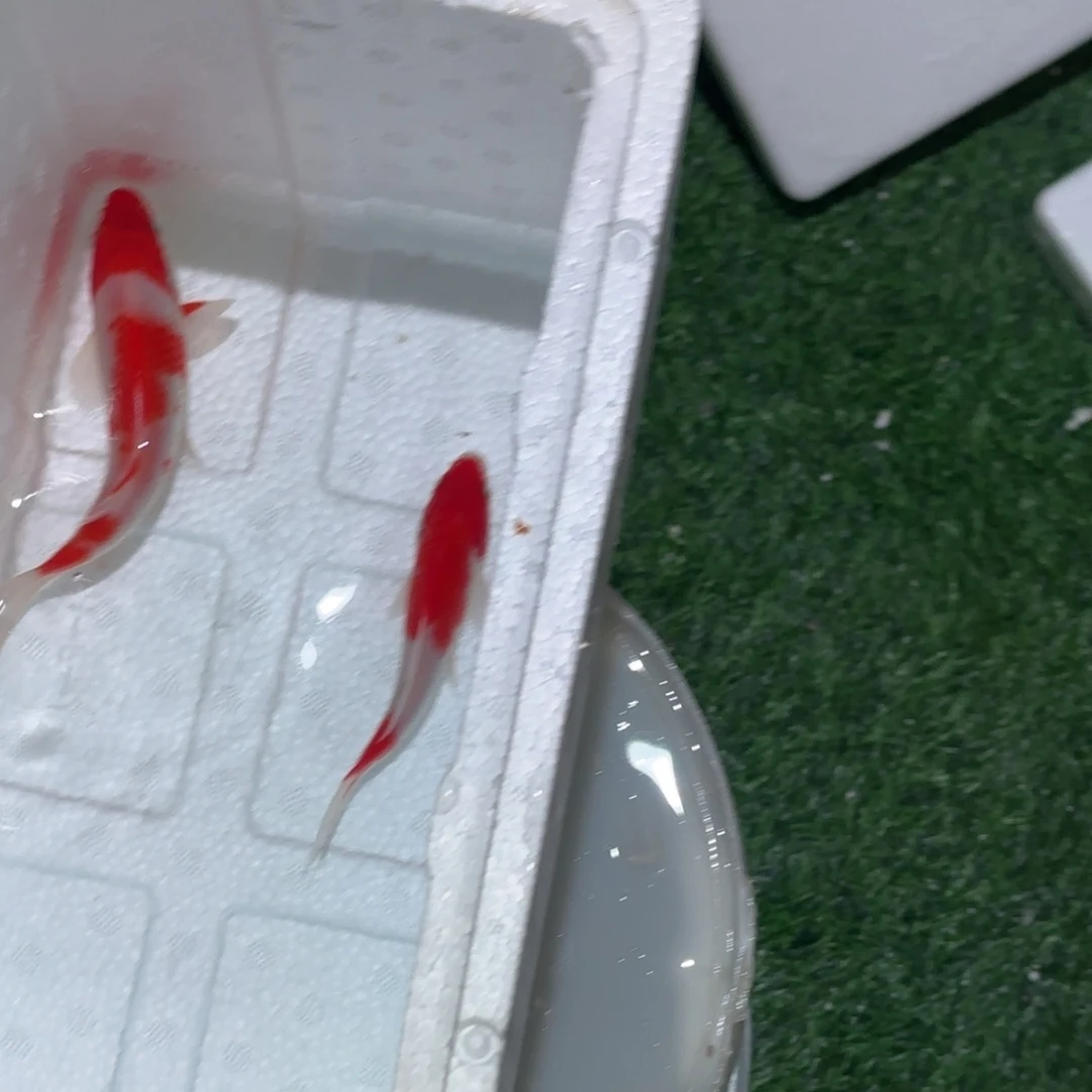 黯***淡锦鲤锦鲤观赏鱼锦鲤