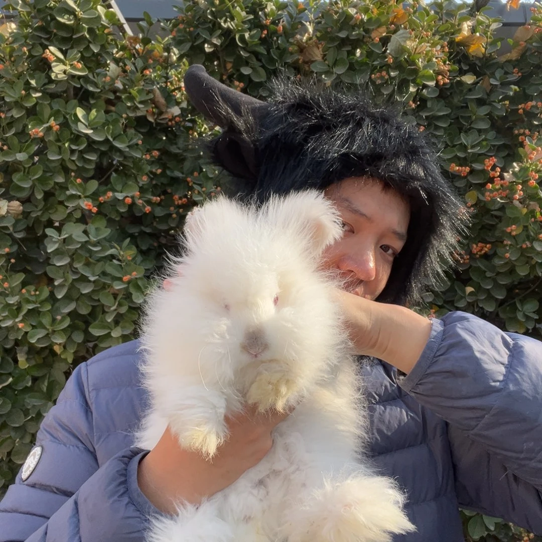 双血统英系安哥拉兔子