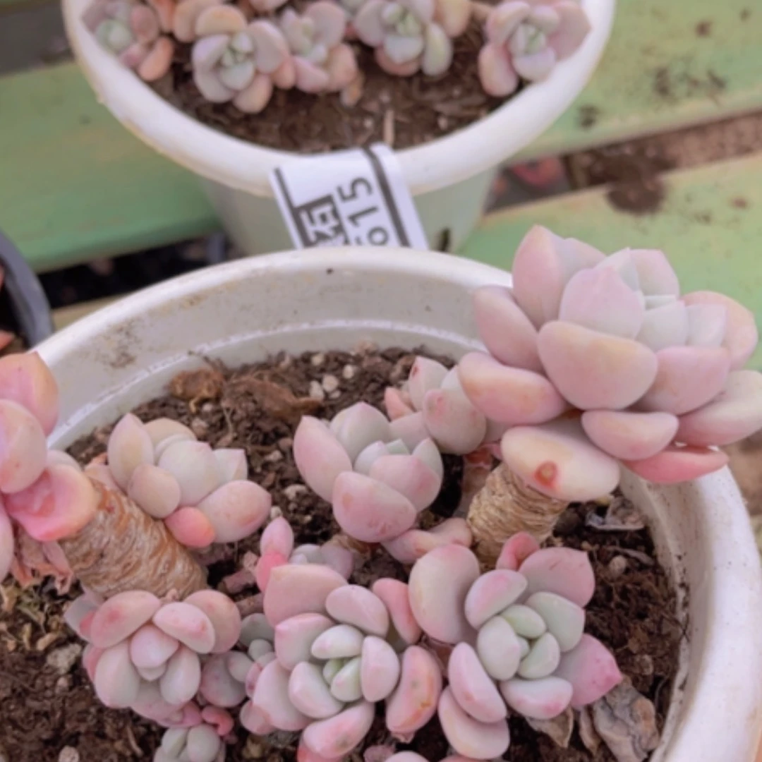 【闪购商品】白鹭1616