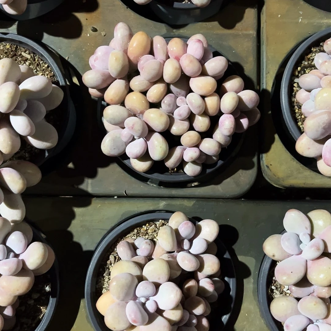 大***球44多肉植物提取萃取剂系列