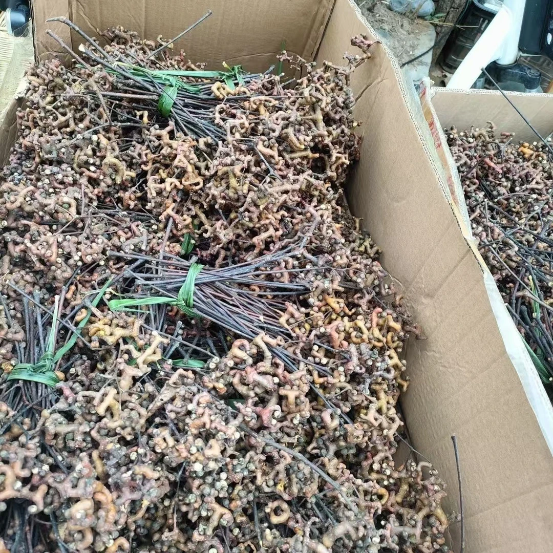 【秦岭本草】现挖现发秦岭本草一物一拍其他根茎类植物本草