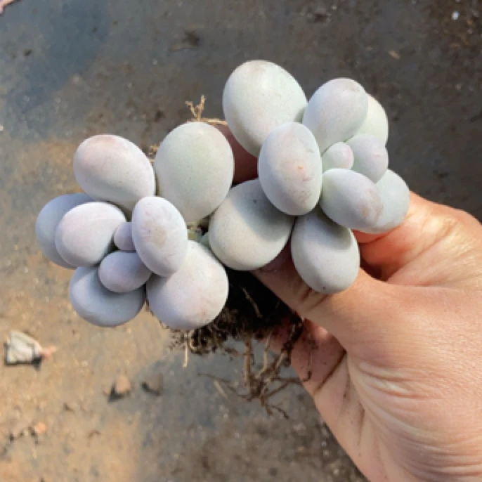 多肉植物一物一拍816-832