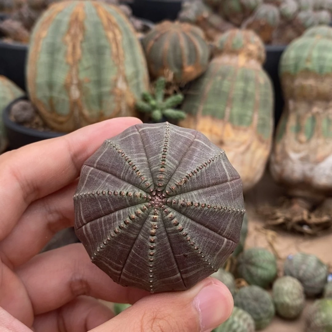 欧系实生布纹球多肉植物