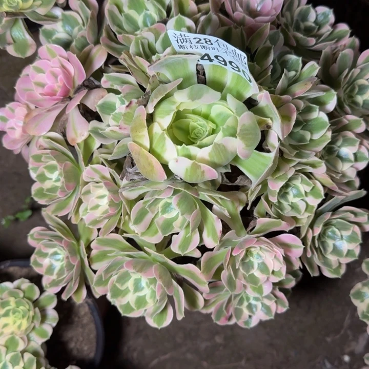 24990南女郎多肉植物