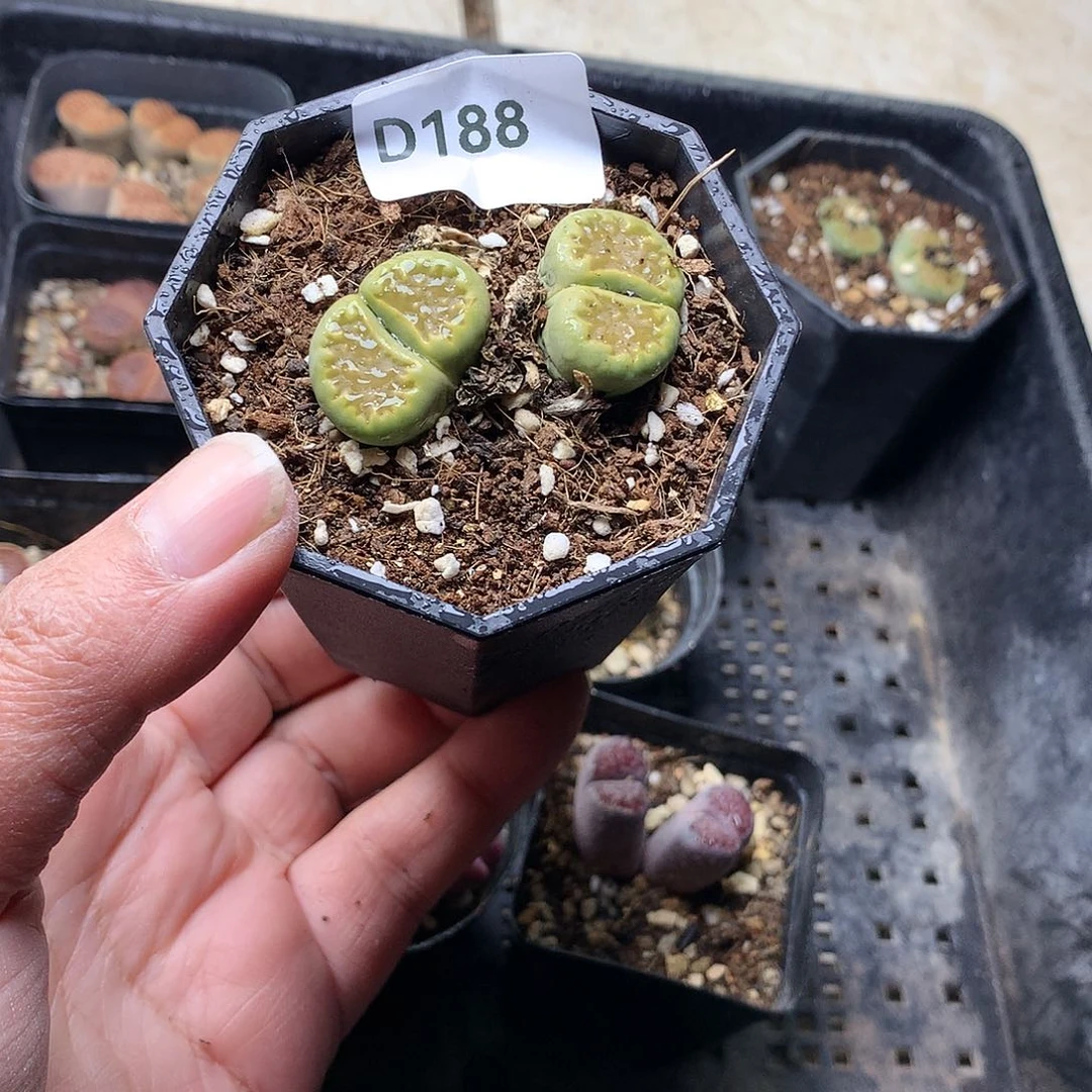一*D188多肉植物保护
