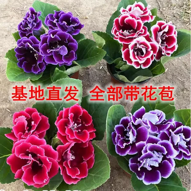 重瓣大岩桐花苗富贵芙蓉花卉室内观赏盆栽带花苞基地直发四季开花