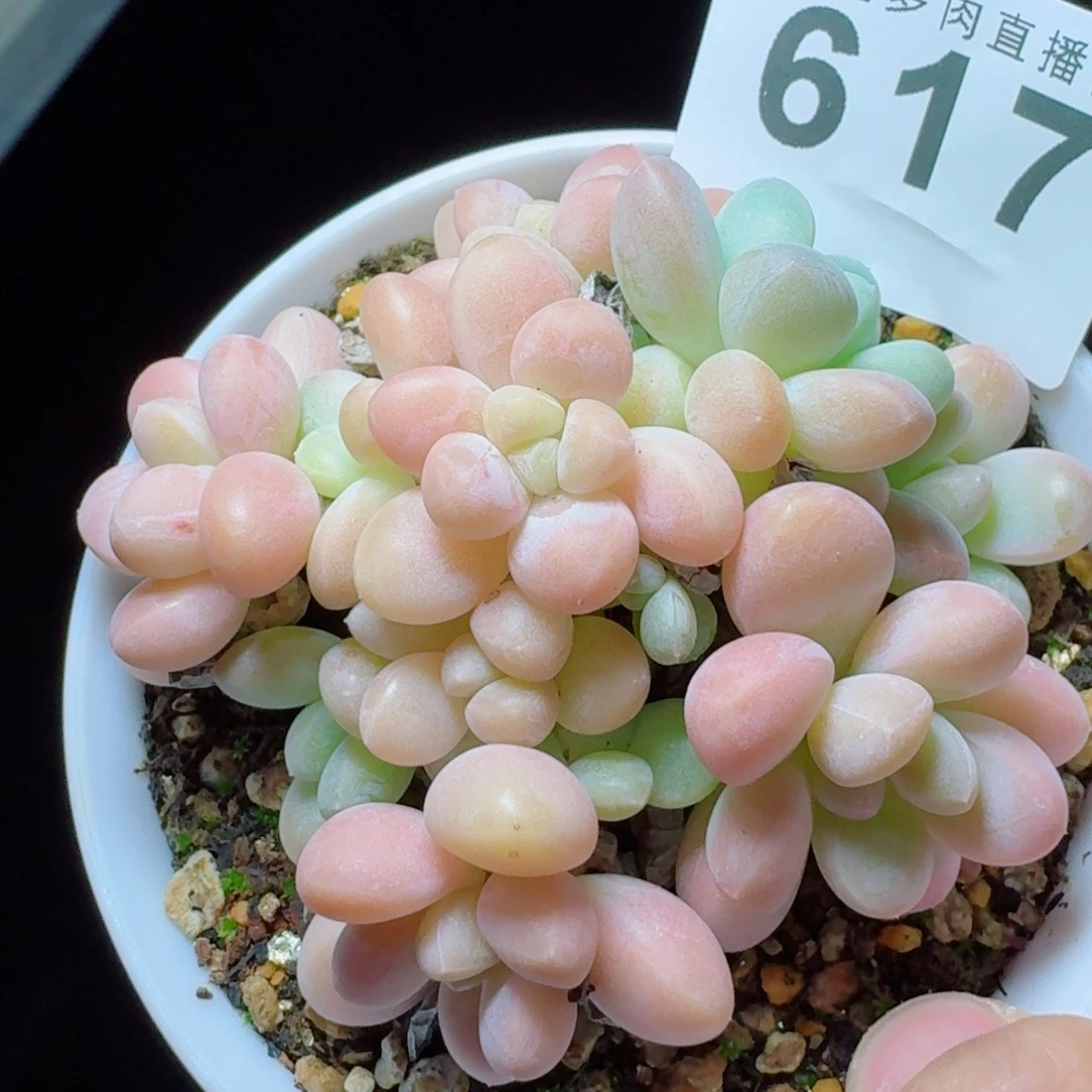 香玉            精美多肉植物