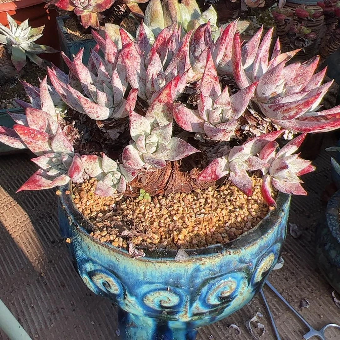 4776白衣圣徒仙女杯