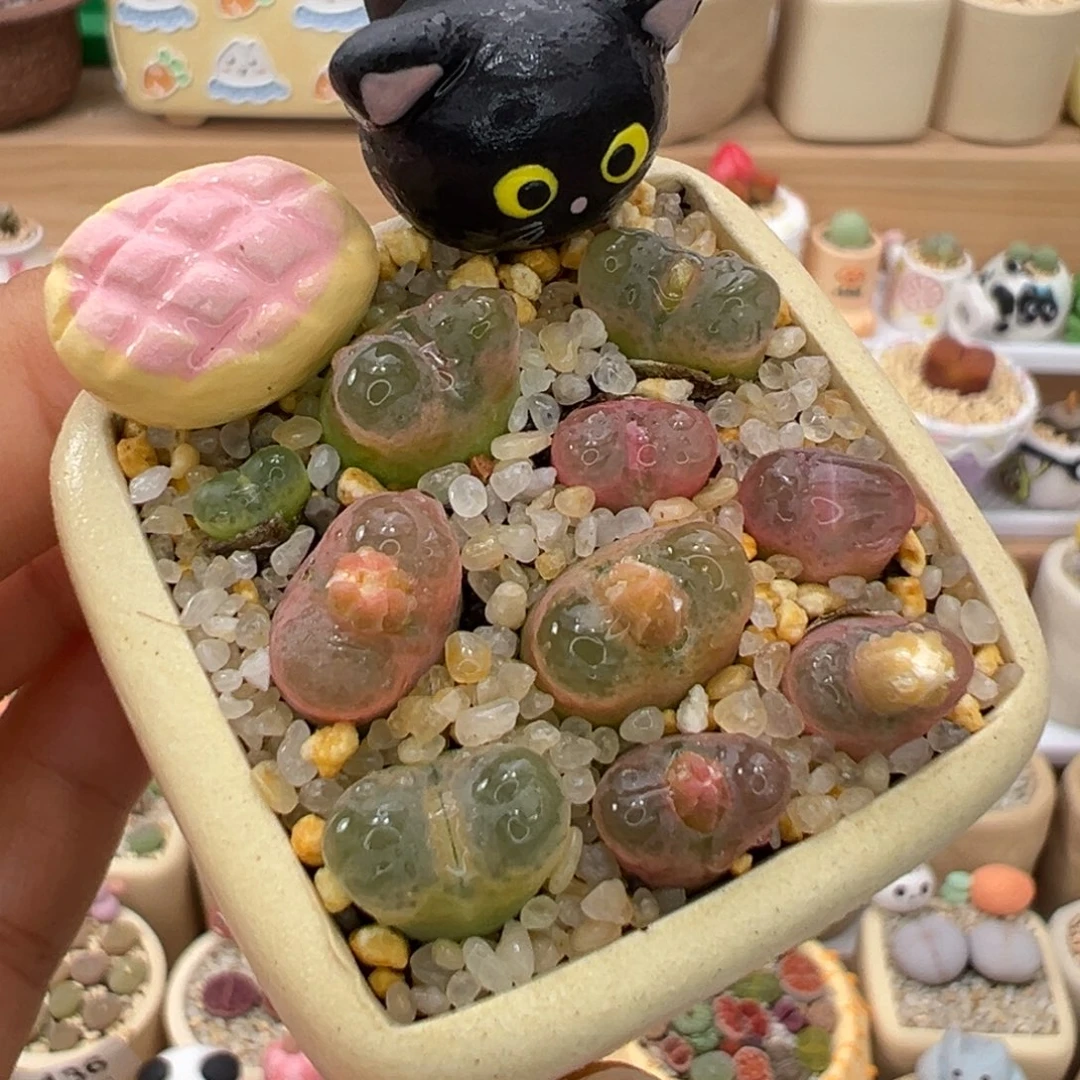 多肉植物49号彩色