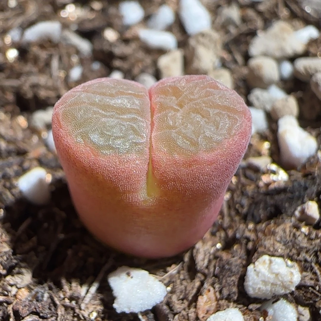 肉锥多肉植物组合-粉粉胖527