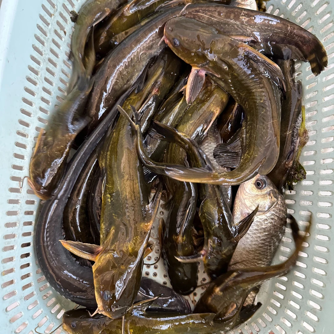 小范爱乡村 鱼米之乡河鱼杂鱼 当天现宰鲜鱼  新鲜杂鱼随机配