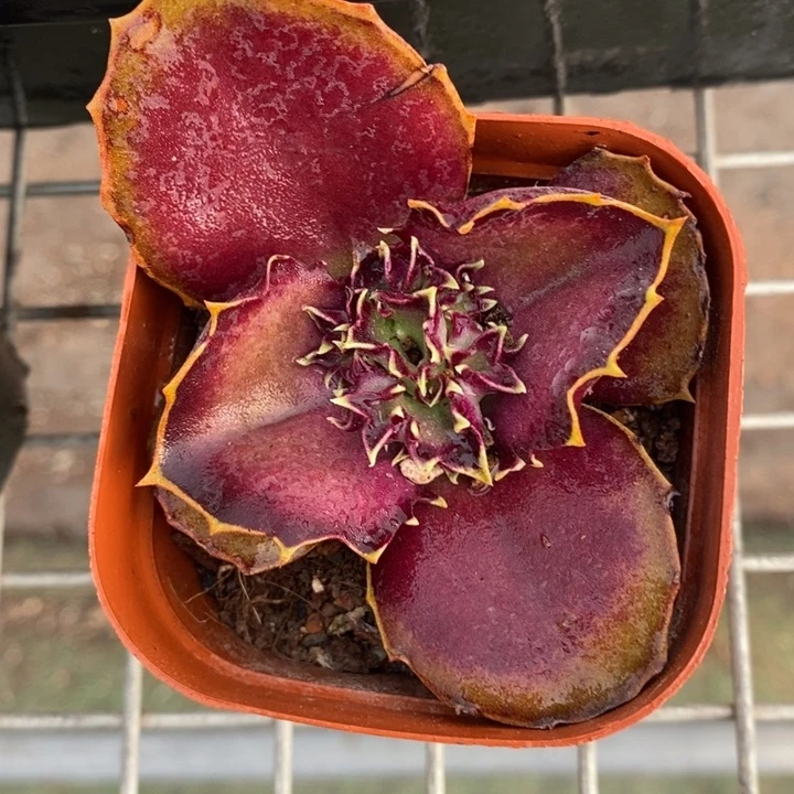 伯克利和格蕾特的故事也