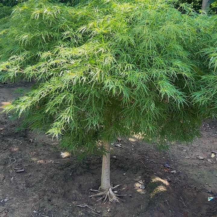 外山羽毛枫自然界的植物