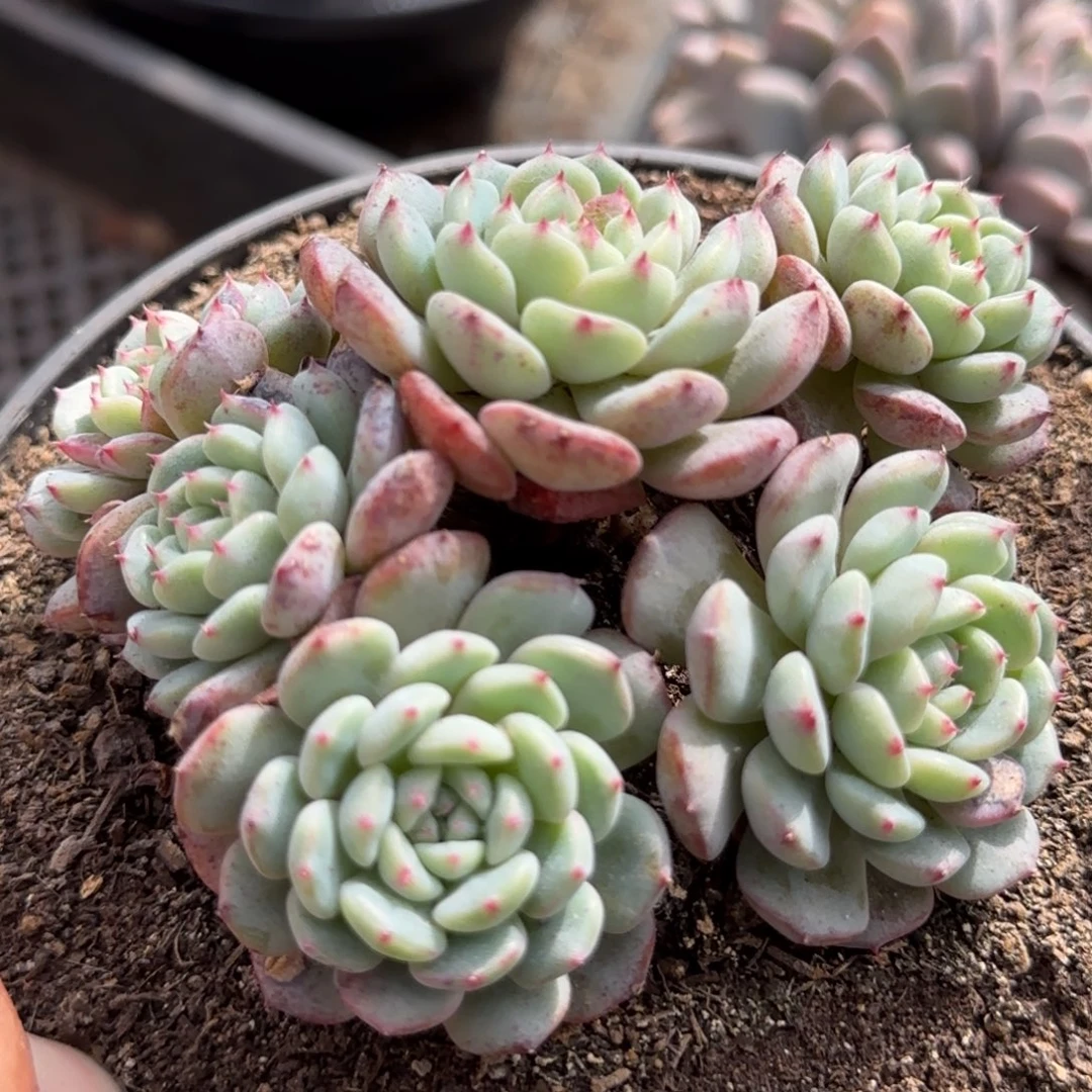 白胖子惊鸿一物一拍包装收缩花旱