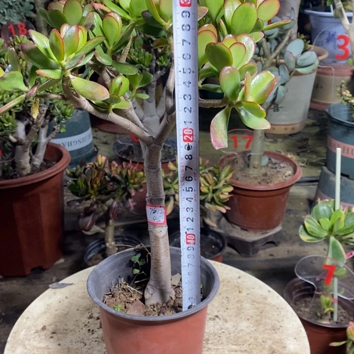 韩国紫叶一物一拍