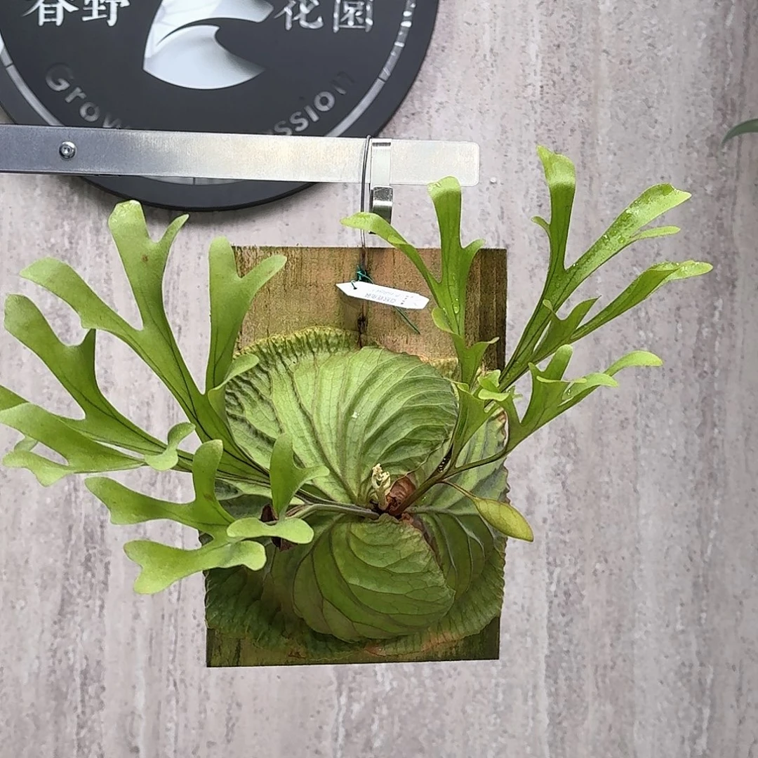 不开花植物亚猴鹿角蕨