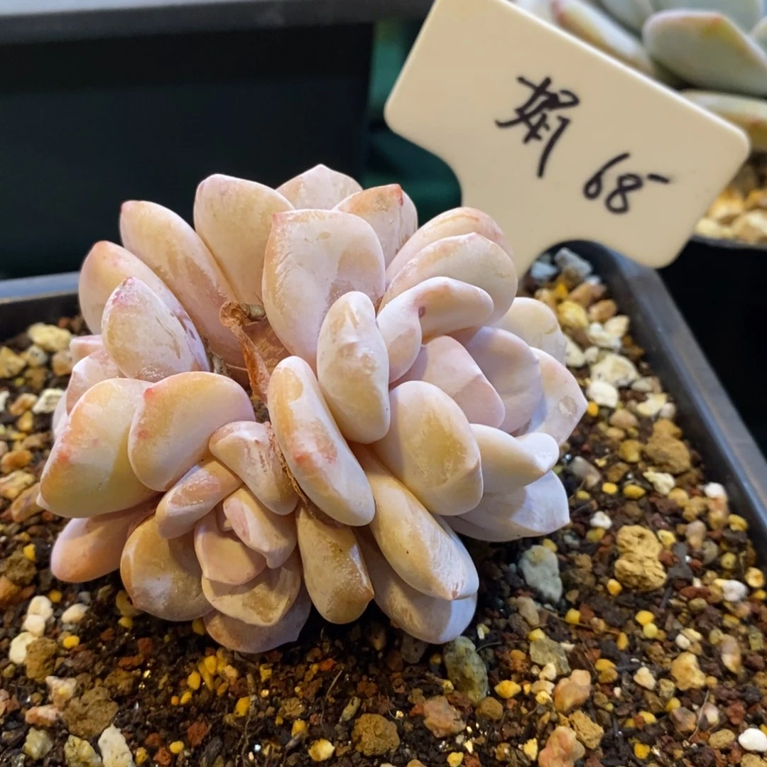 请***叻群生雪莲，123466796