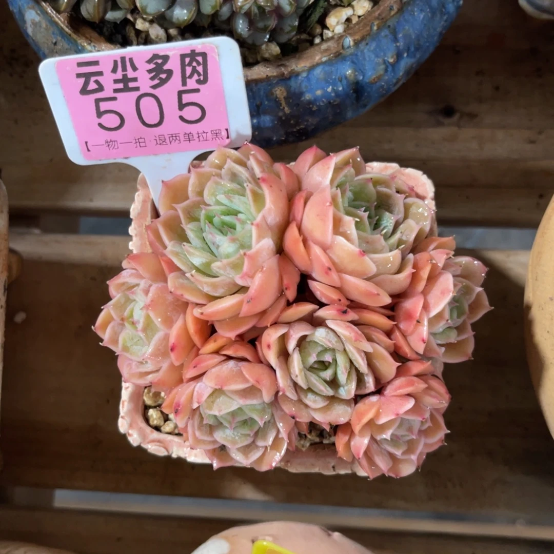 云尘多肉一物一拍508不含盆，