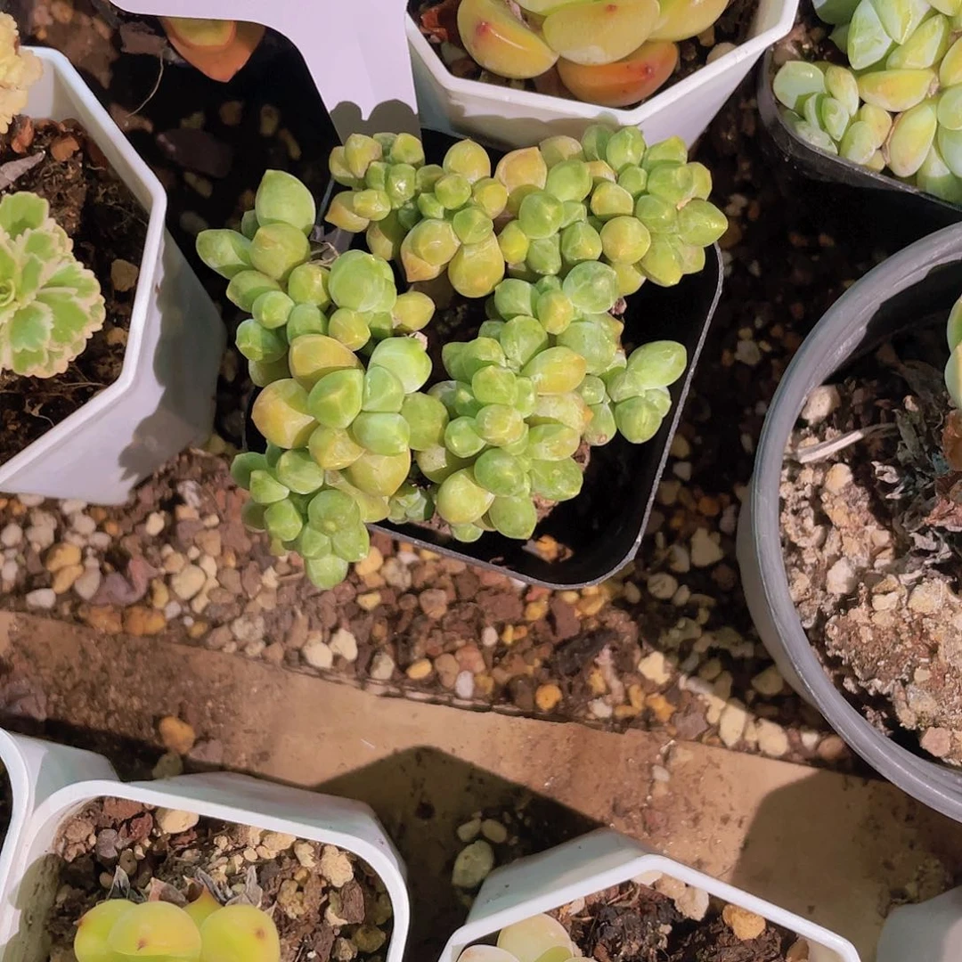 精品C05多肉植物脱土