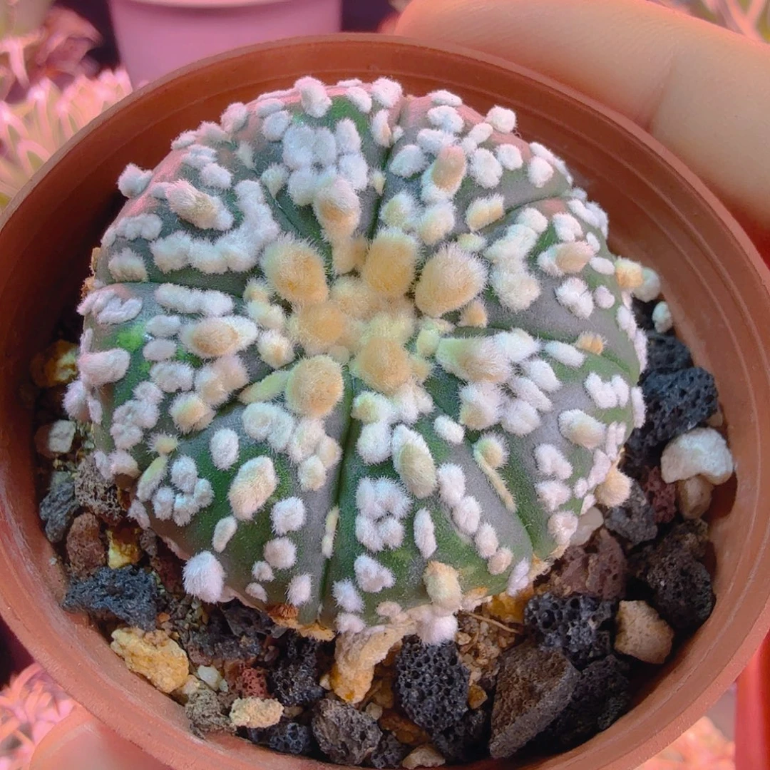 大油浓白点多肉植物