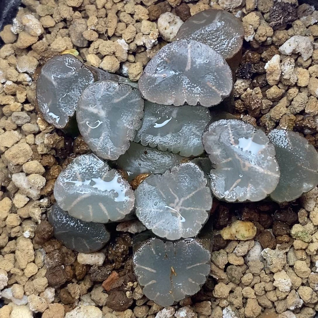 不带盆脱土裸根发货