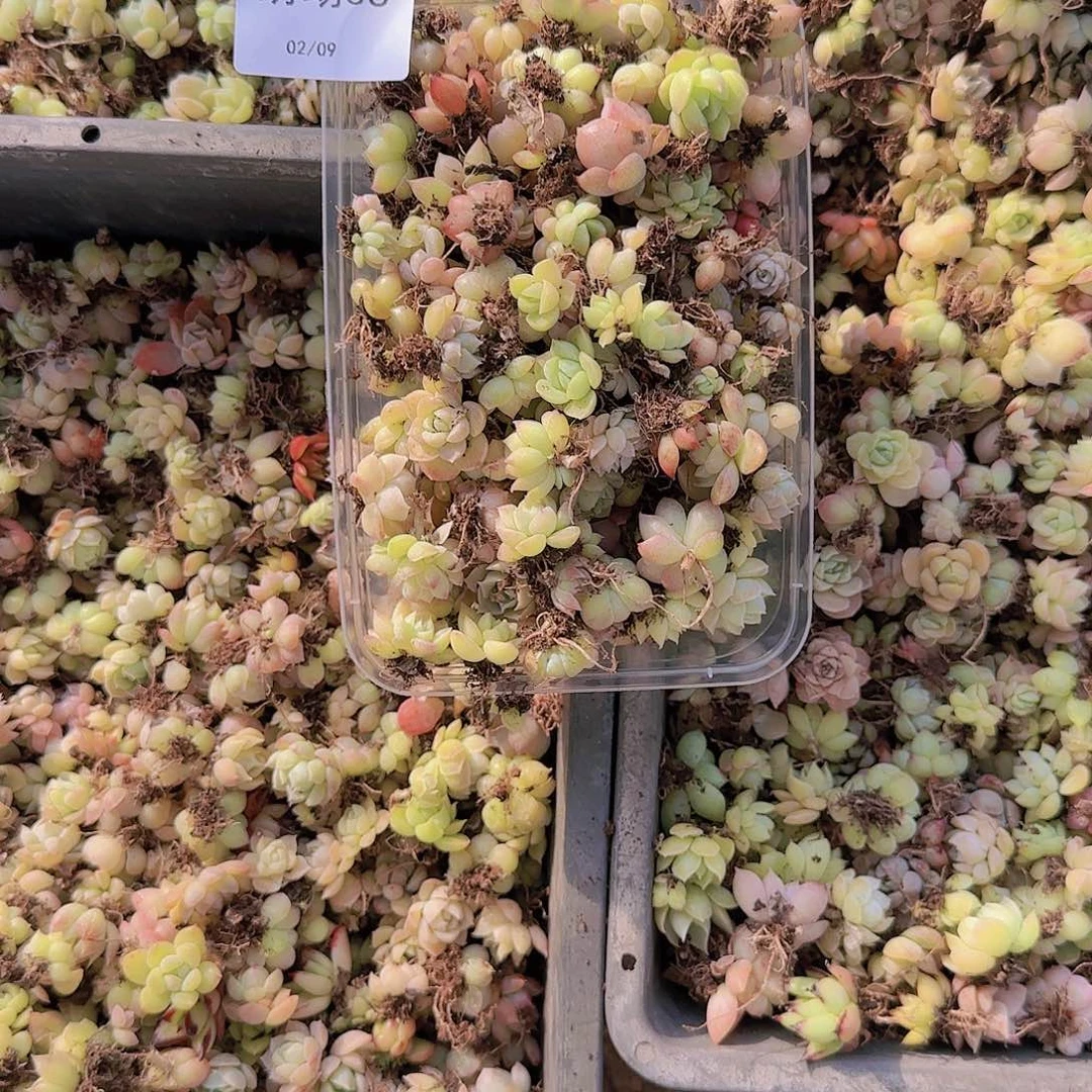 直播一物一拍多肉36