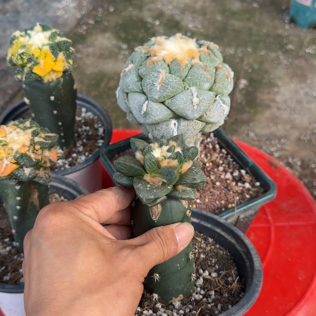 【闪购商品】无花朵渣****)两棵800