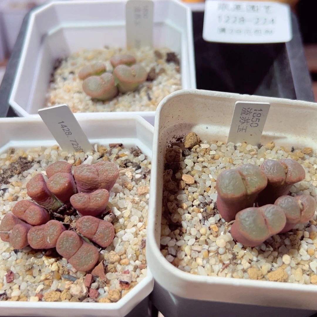 嗨***晟1228-224多肉多肉的
