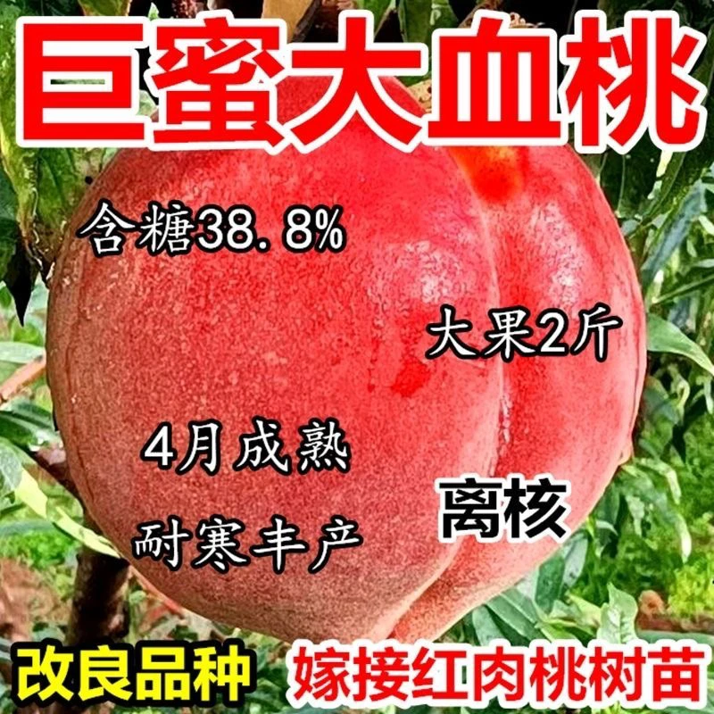 正品嫁接特大血桃树苗嫁接早熟新品种批发超甜南北方种植盆栽地栽