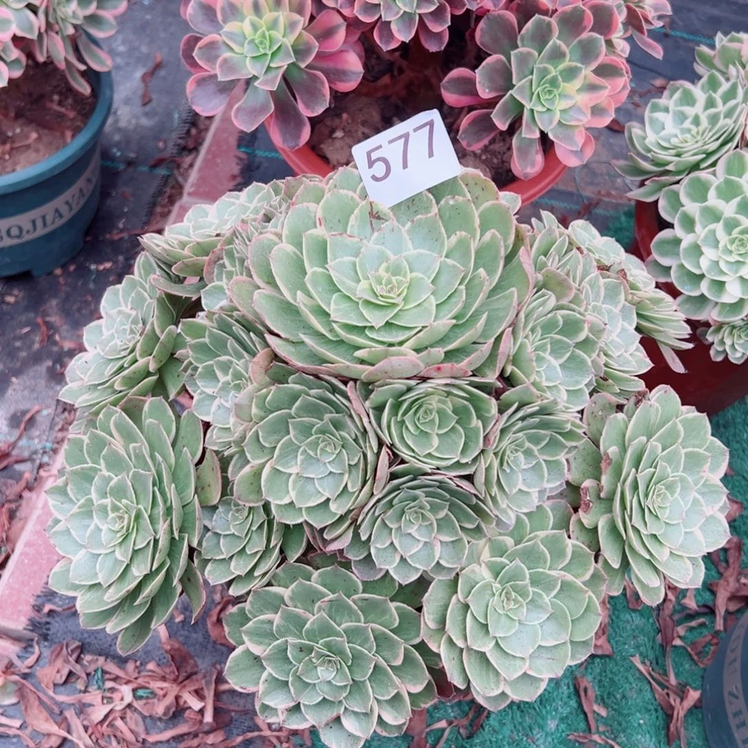 577粉花妖法师多肉植物