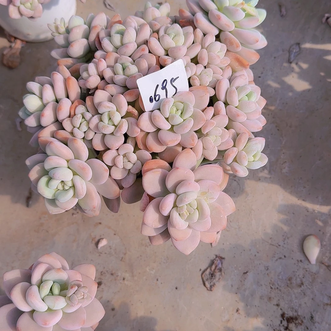 用****60695红洛神多肉