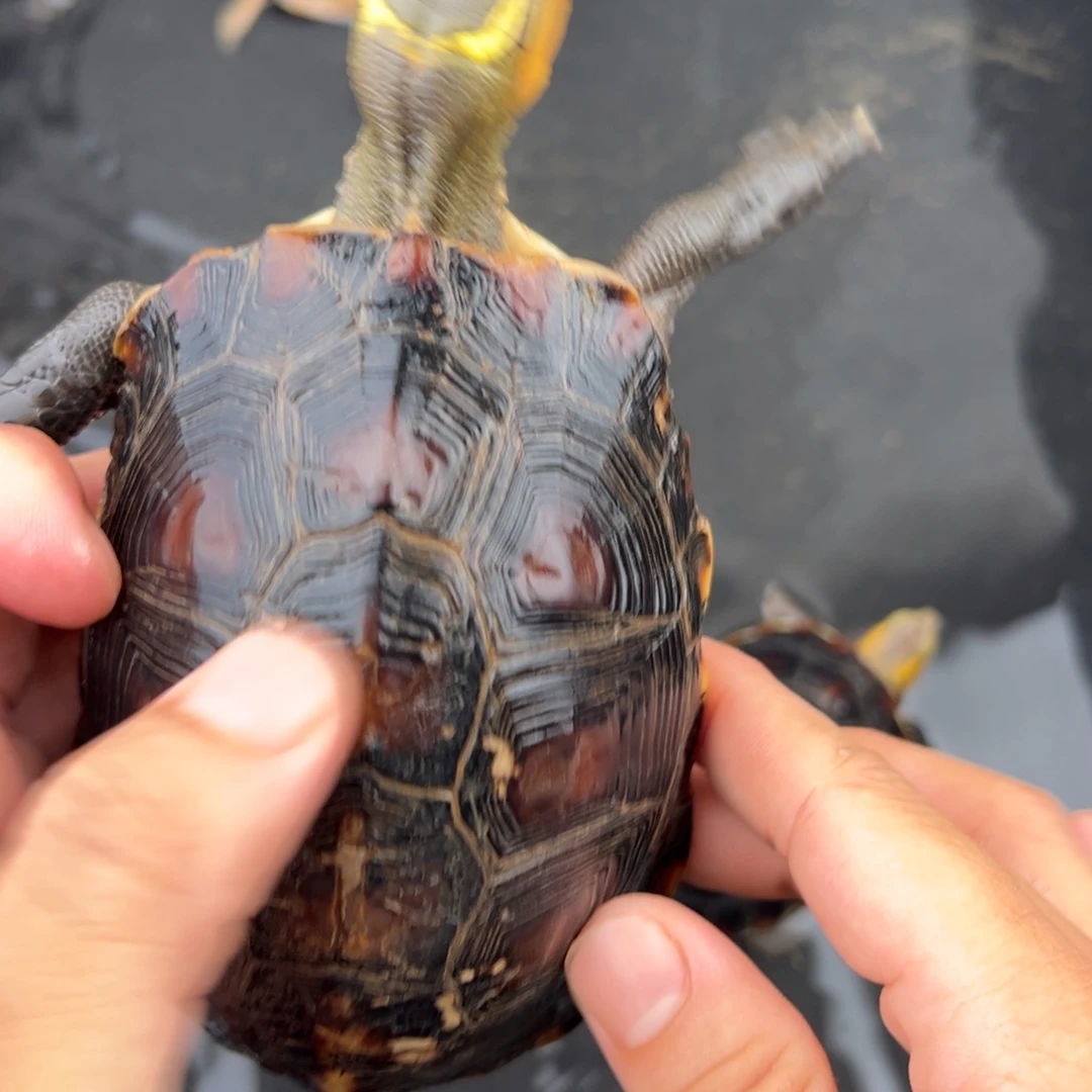 探***索黄闭壳龟龟龟龟龟