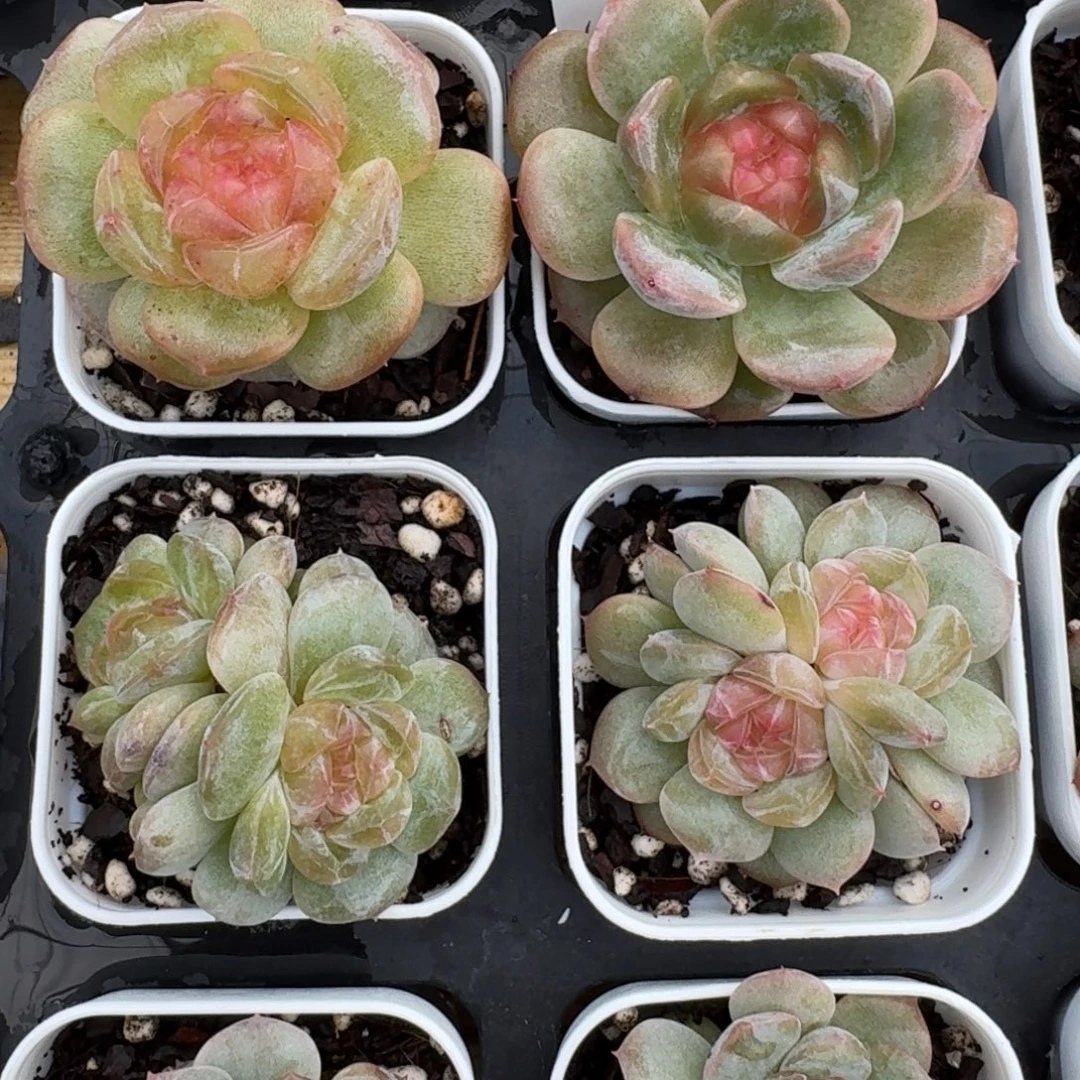 1025-027-招牌堡一颗量拍