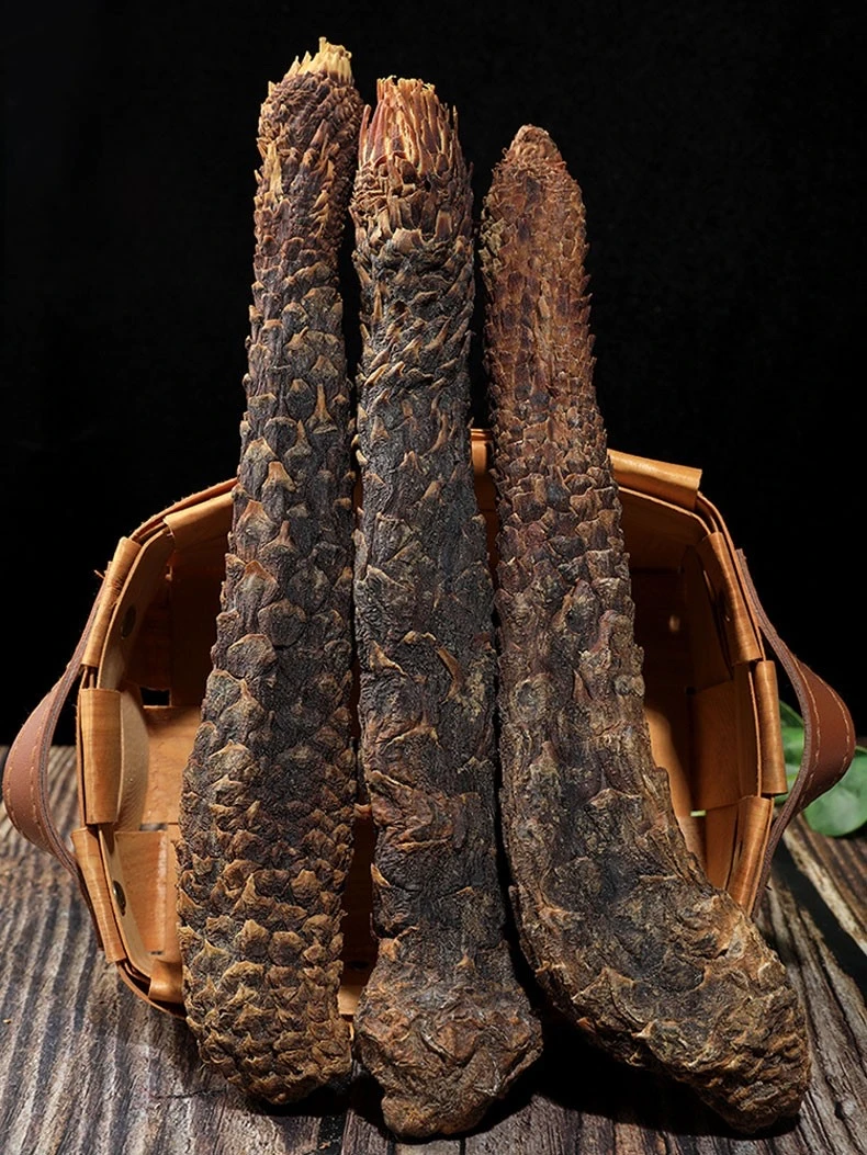 内蒙古正宗阿拉善油性菊花纹肉枞蓉精品