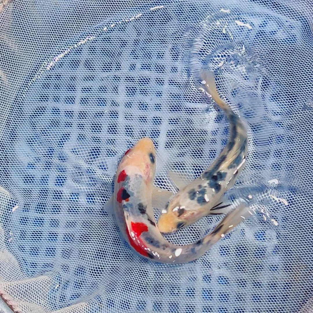 锦鲤锦鲤观赏鱼1111