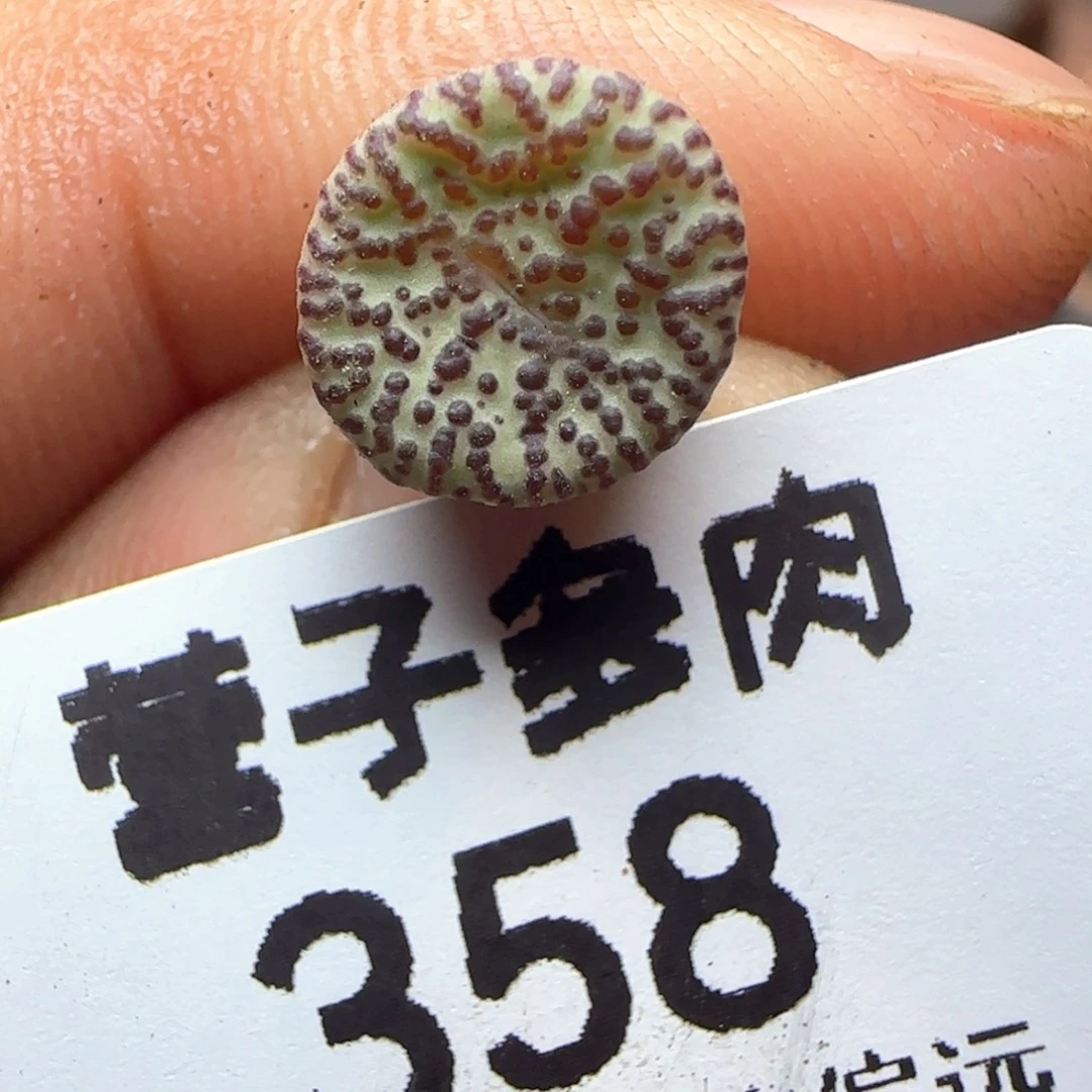 CR1306泡泡安贞。