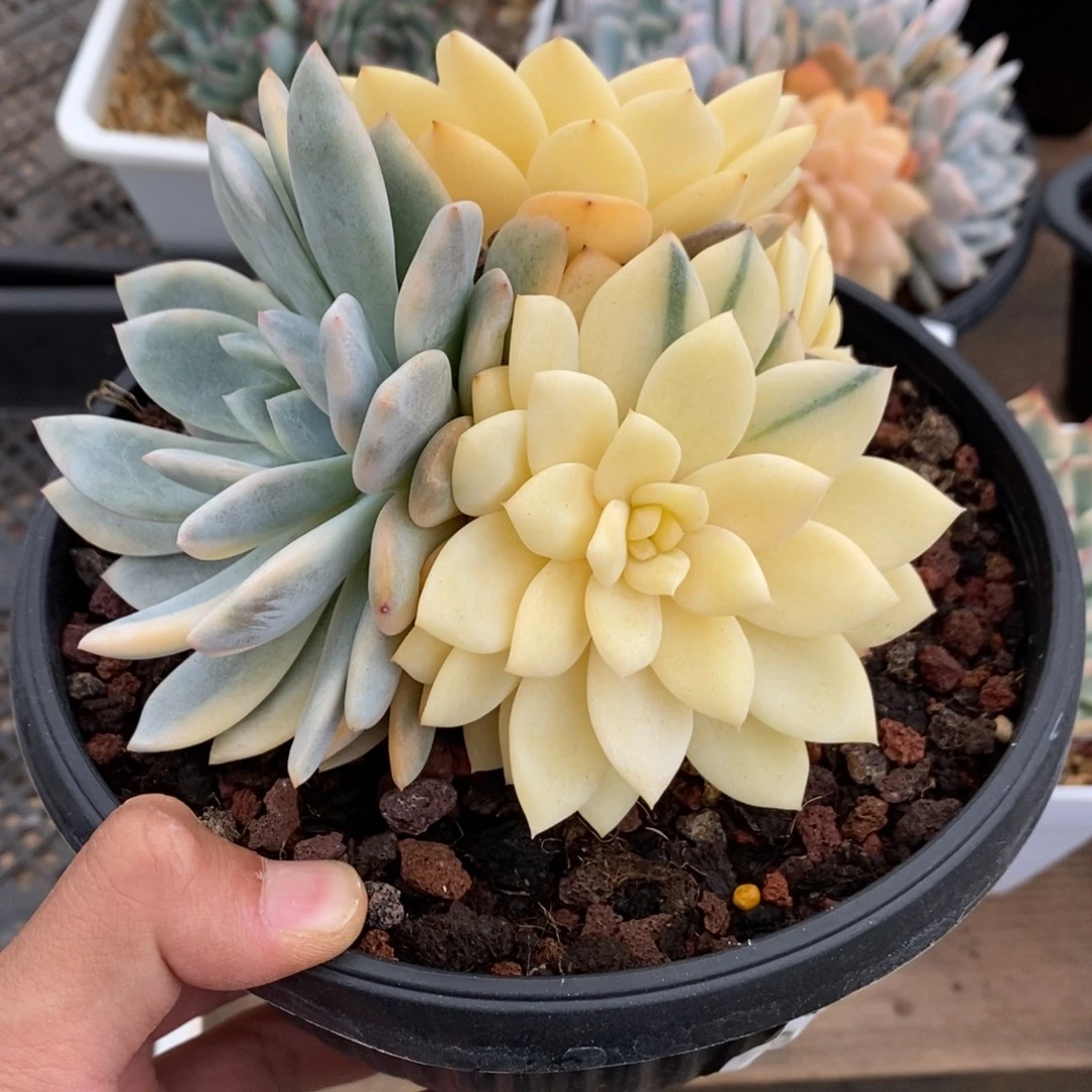 橙子多肉植物7925