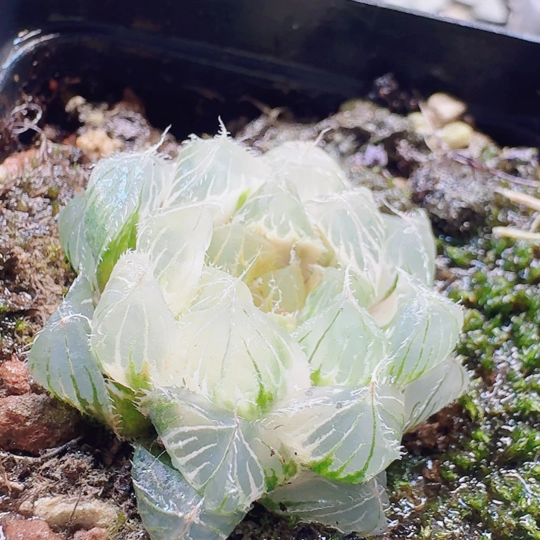 无花朵十二卷实生冰灯锦