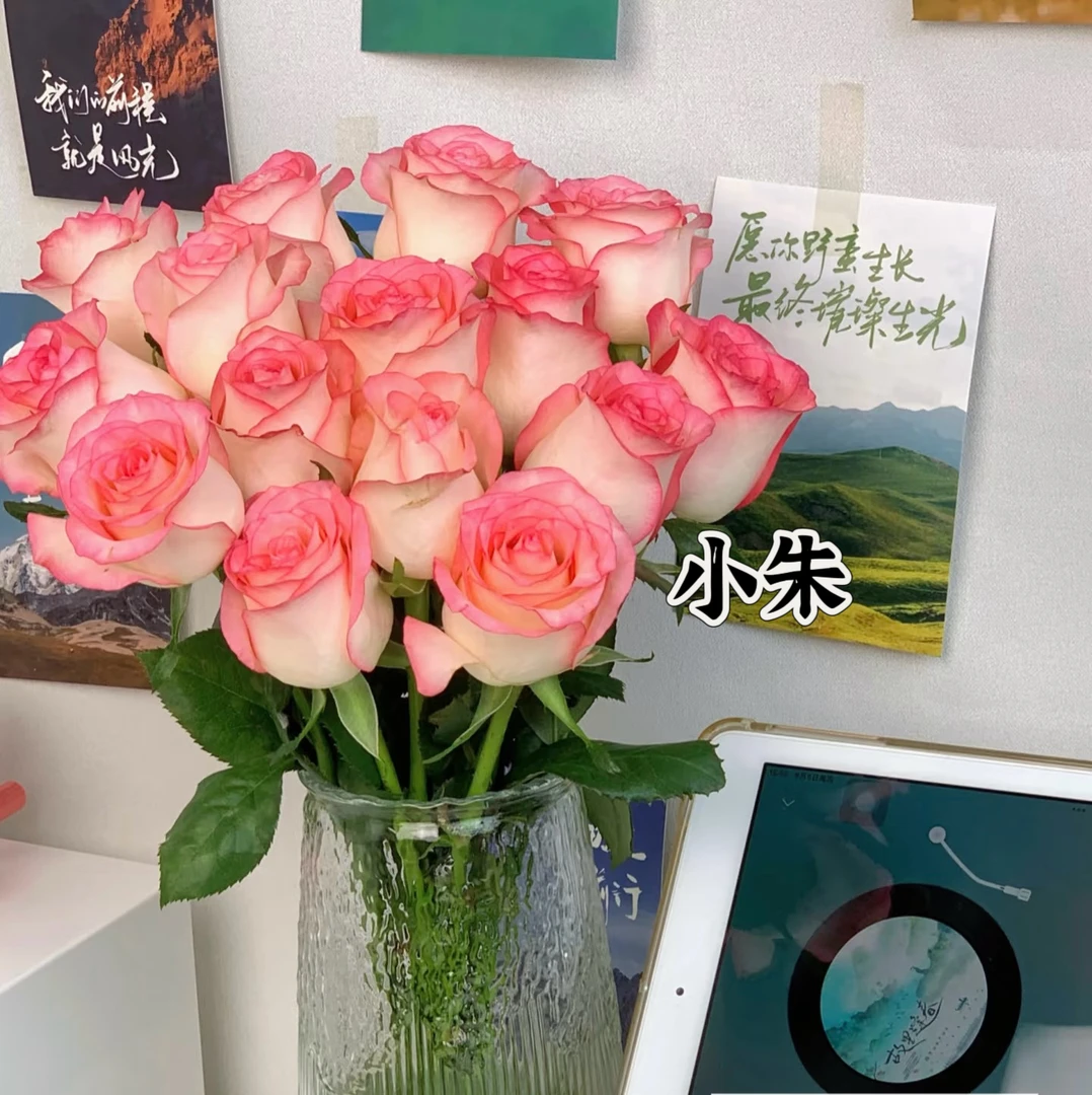 （小朱专属）艾莎 洛神  配草