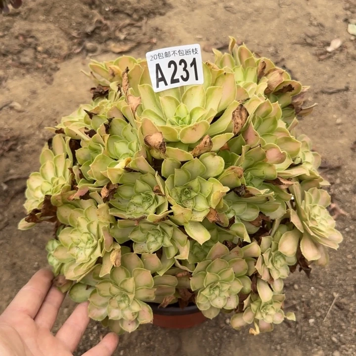 韶华……多肉植物……