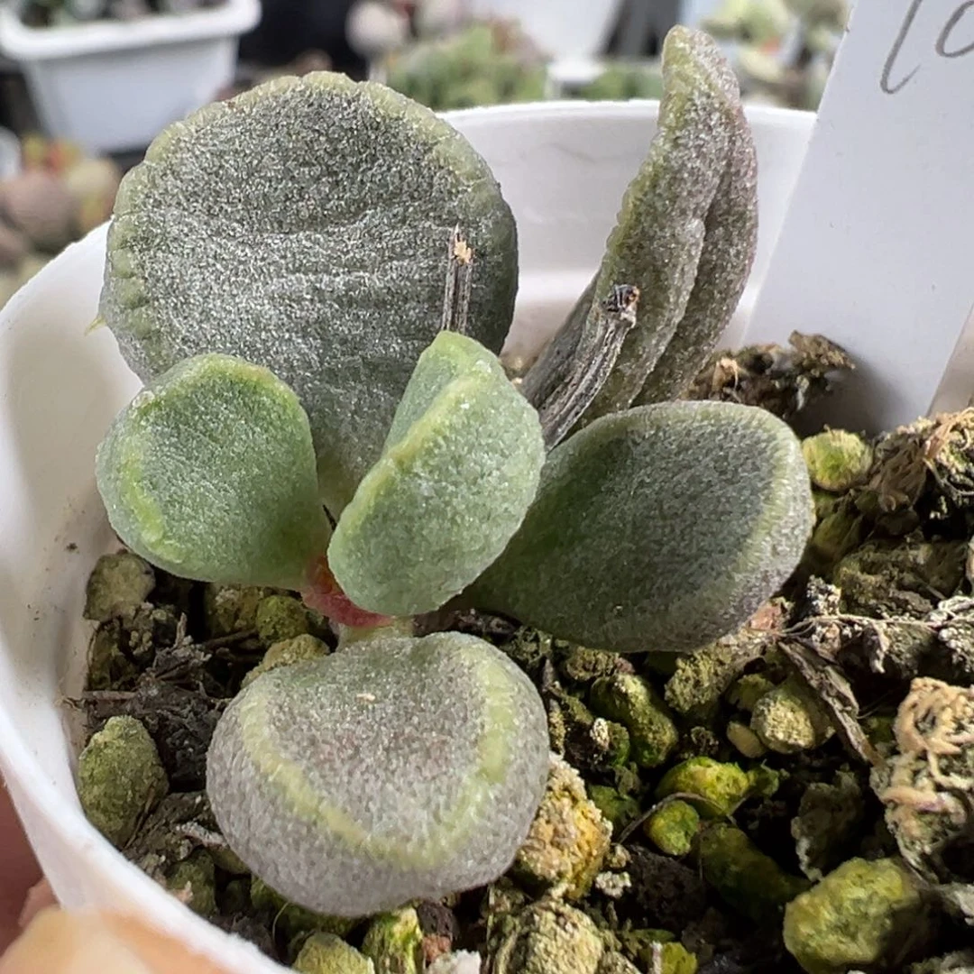 w绿色白粉实生新品