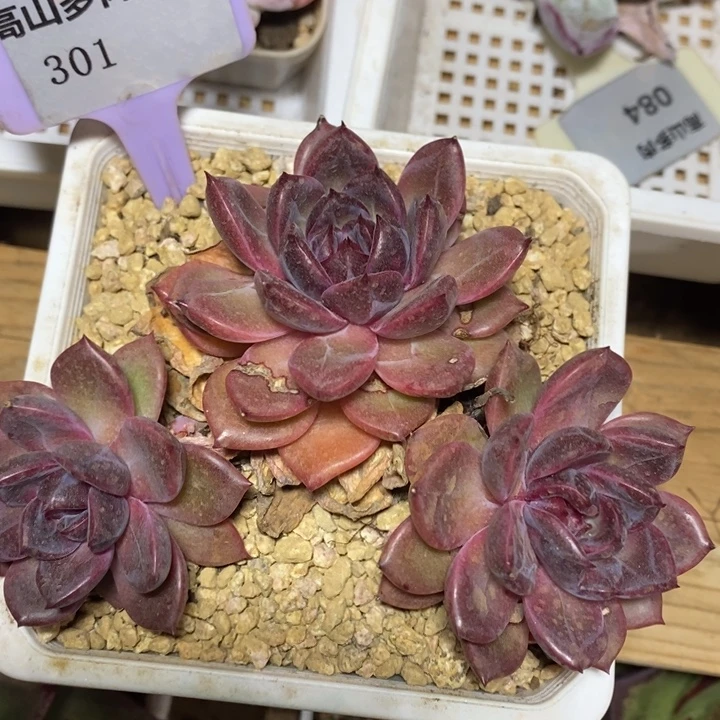 D301- 直播福利 糖心