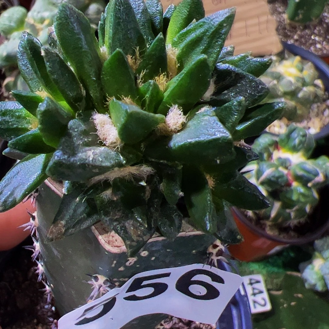 无花朵龙角牡丹群556