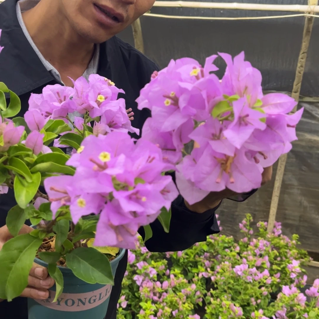 完全开放（艾比）蓝精灵 三角梅会落花落叶会光杆苗有大有小
