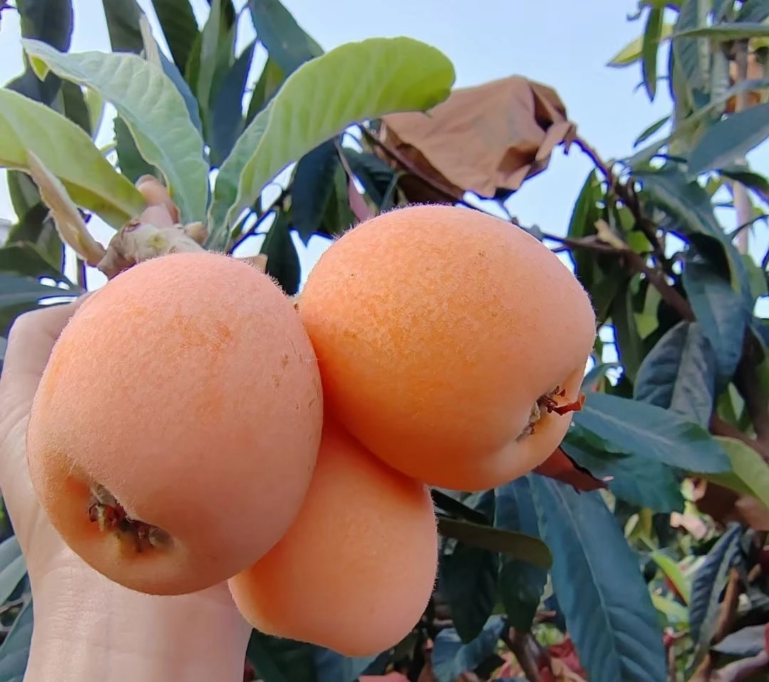 宁南大五星枇杷汁水丰富