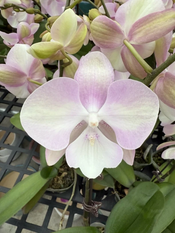 （威尼斯）欧品高级蝴蝶兰室内花卉水晶兰